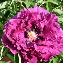 Zi Yan Purple Delighful Landscape Tree Paeonia Suffruticosa