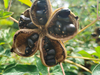 Organic Precious Big Tree Paeonia Peony Mixed Seeds