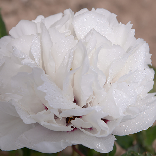 Bai Zhang Bing White Delighful Garden Paeonia Tree