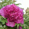 Mei Gui Xiang Red Precious Garden Full Grown Tree Peony