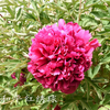 He Ping Hong Xiu Qiu Red Pretty Garden Full Grown Tree Peony
