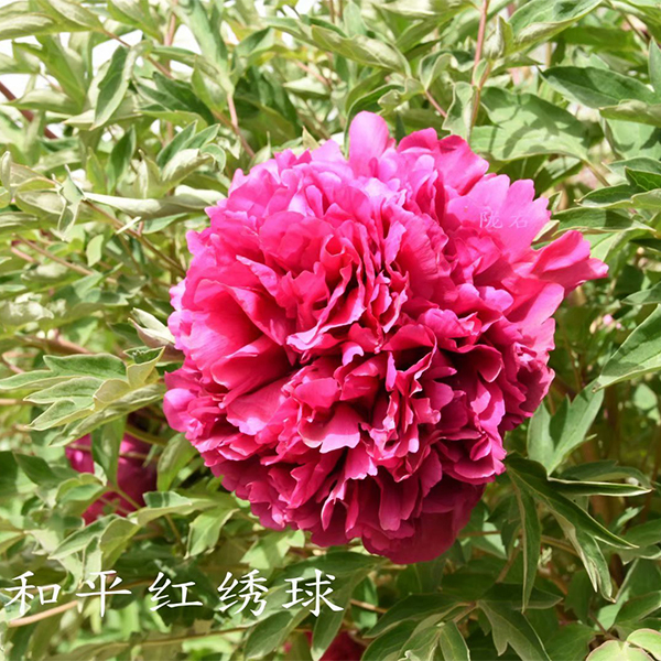 He Ping Hong Xiu Qiu Red Pretty Garden Full Grown Tree Peony