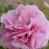 Tao Hua Zhuang Yuan Pink Charming Nursery Mountain Tree Peony